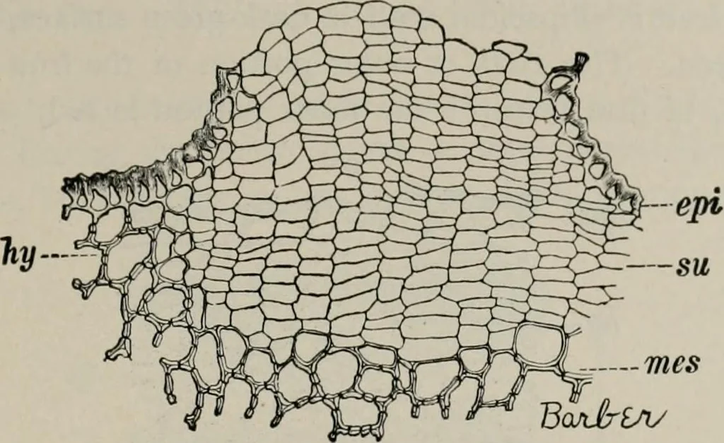An illustration from The microscopy of vegetable foods, with special reference to the detection of adulteration and the diagnosis of mixtures, 1916, leaf 428