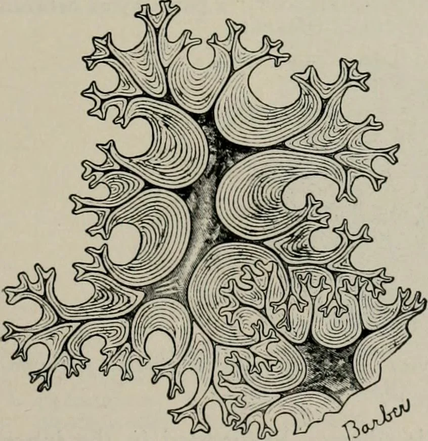 An illustration from The microscopy of vegetable foods, with special reference to the detection of adulteration and the diagnosis of mixtures, 1916, leaf 428