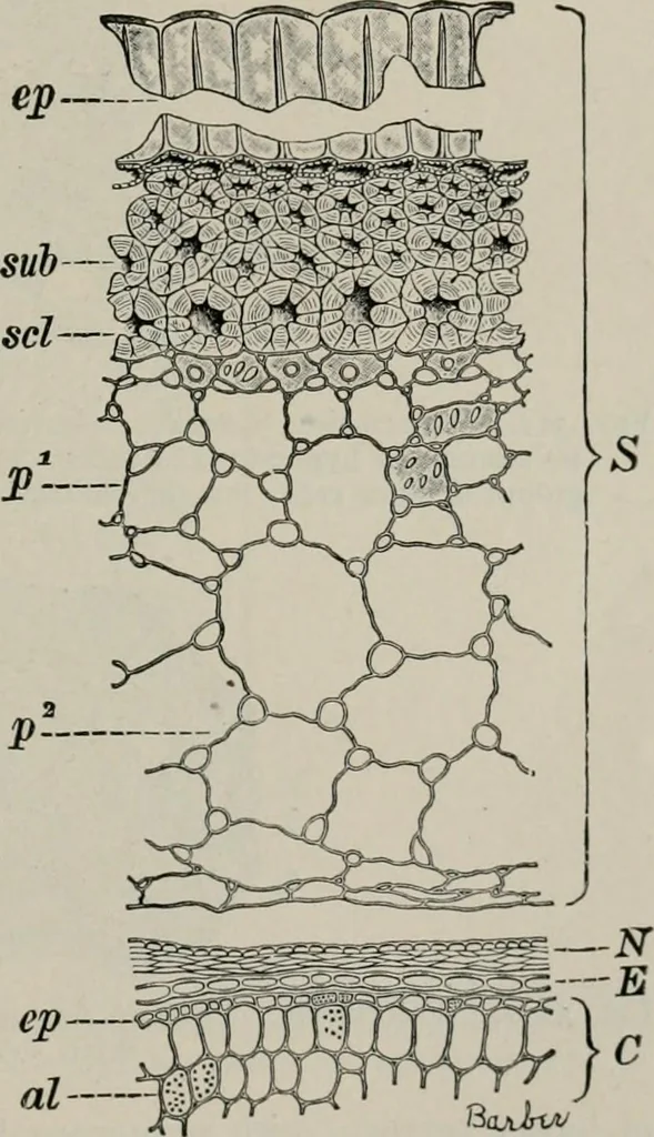 An illustration from The microscopy of vegetable foods, with special reference to the detection of adulteration and the diagnosis of mixtures, 1916, leaf 428