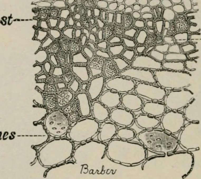 An illustration from The microscopy of vegetable foods, with special reference to the detection of adulteration and the diagnosis of mixtures, 1916, leaf 429
