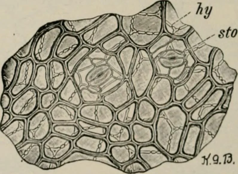 An illustration from The microscopy of vegetable foods, with special reference to the detection of adulteration and the diagnosis of mixtures, 1916, leaf 429