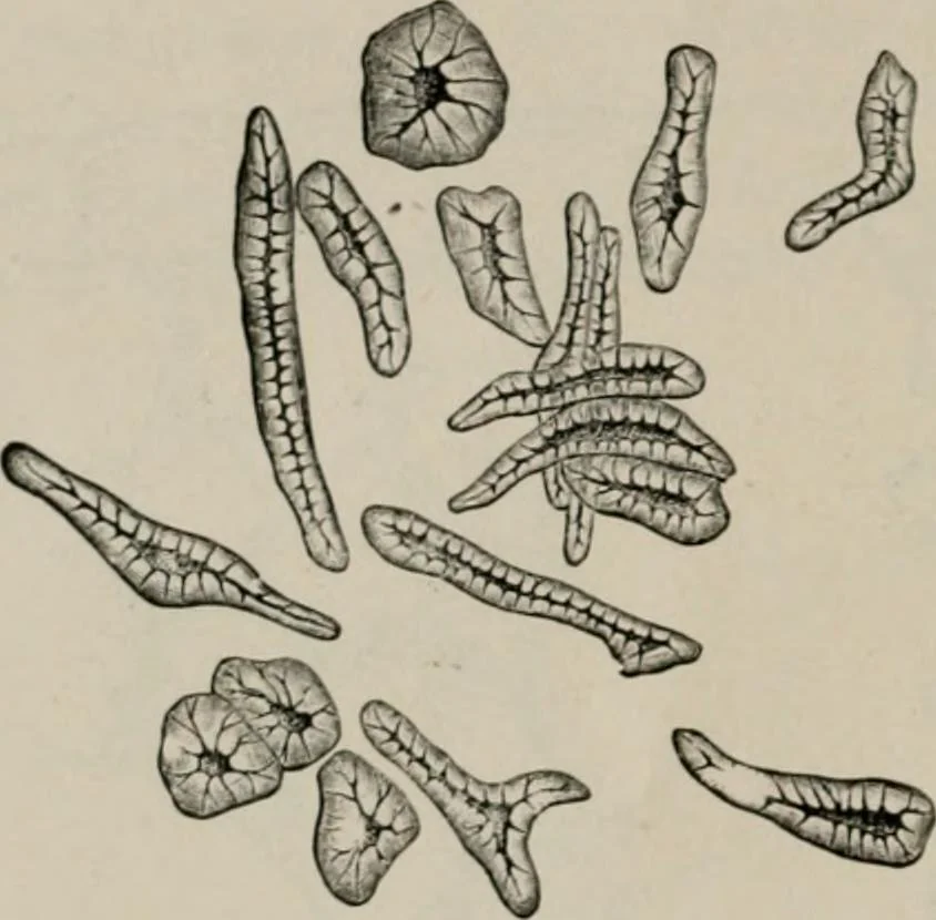 An illustration from The microscopy of vegetable foods, with special reference to the detection of adulteration and the diagnosis of mixtures, 1916, leaf 43