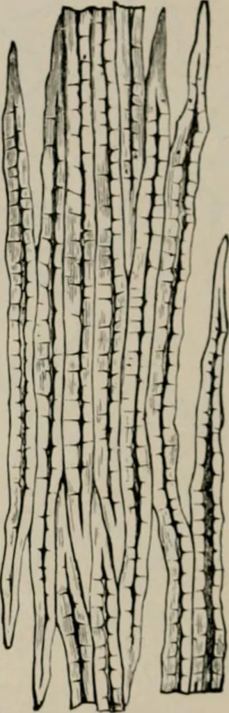 An illustration from The microscopy of vegetable foods, with special reference to the detection of adulteration and the diagnosis of mixtures, 1916, leaf 43