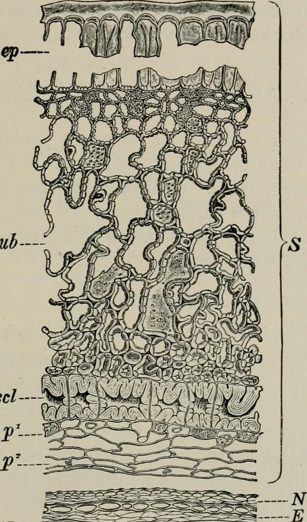 An illustration from The microscopy of vegetable foods, with special reference to the detection of adulteration and the diagnosis of mixtures, 1916, leaf 430