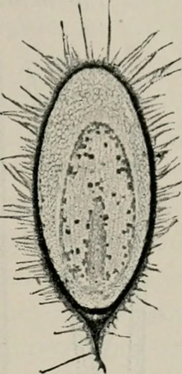 An illustration from The microscopy of vegetable foods, with special reference to the detection of adulteration and the diagnosis of mixtures, 1916, leaf 432