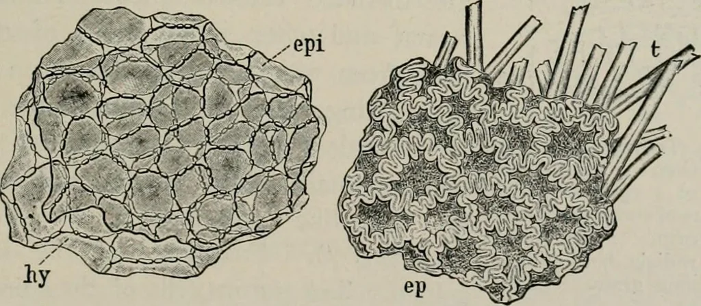 An illustration from The microscopy of vegetable foods, with special reference to the detection of adulteration and the diagnosis of mixtures, 1916, leaf 432