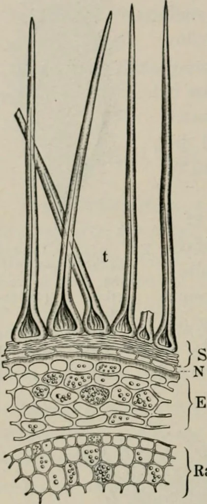 An illustration from The microscopy of vegetable foods, with special reference to the detection of adulteration and the diagnosis of mixtures, 1916, leaf 433