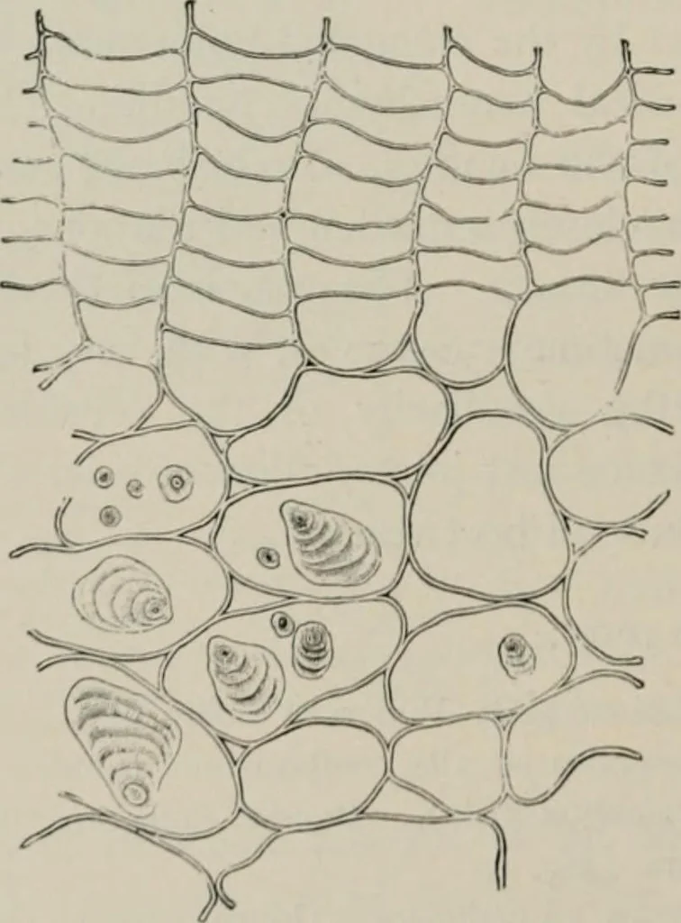 An illustration from The microscopy of vegetable foods, with special reference to the detection of adulteration and the diagnosis of mixtures, 1916, leaf 435