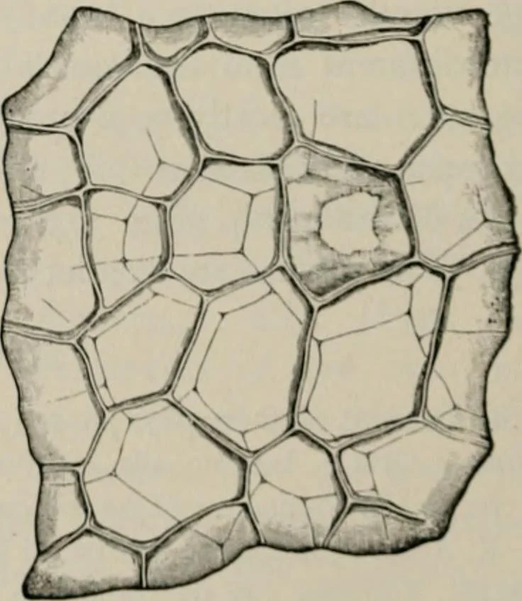 An illustration from The microscopy of vegetable foods, with special reference to the detection of adulteration and the diagnosis of mixtures, 1916, leaf 435