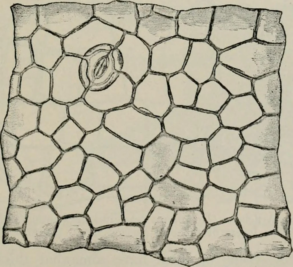 An illustration from The microscopy of vegetable foods, with special reference to the detection of adulteration and the diagnosis of mixtures, 1916, leaf 436