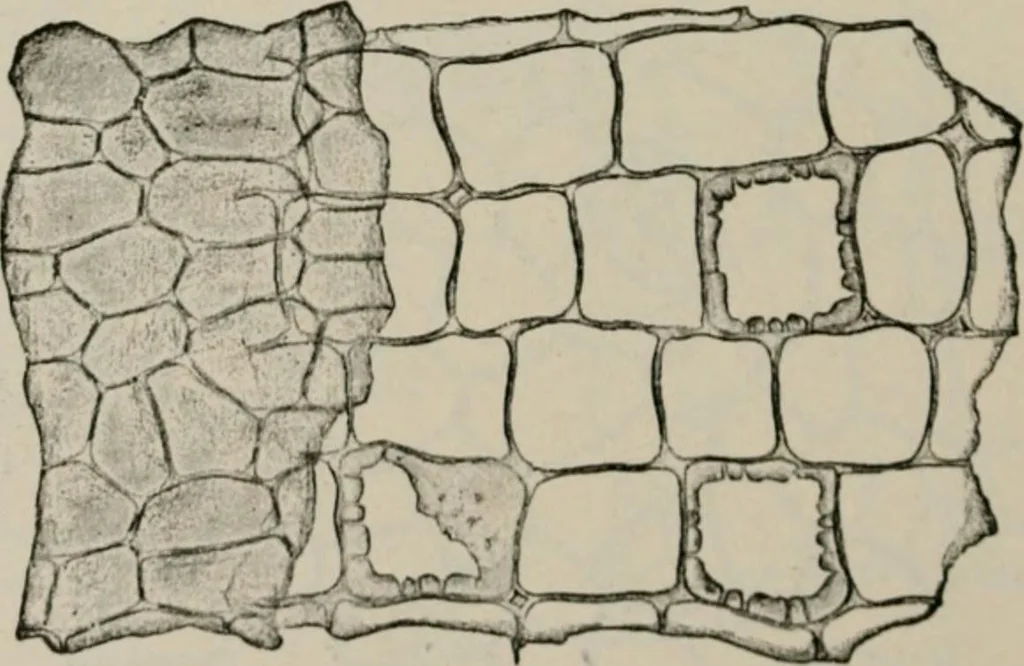 An illustration from The microscopy of vegetable foods, with special reference to the detection of adulteration and the diagnosis of mixtures, 1916, leaf 437