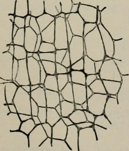 An illustration from The microscopy of vegetable foods, with special reference to the detection of adulteration and the diagnosis of mixtures, 1916, leaf 438