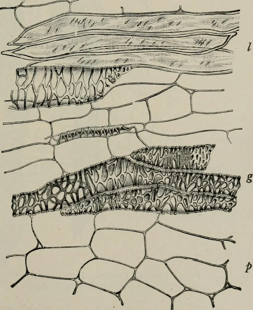 An illustration from The microscopy of vegetable foods, with special reference to the detection of adulteration and the diagnosis of mixtures, 1916, leaf 438