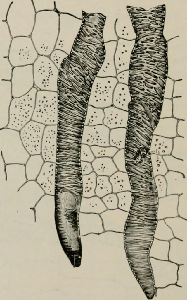 An illustration from The microscopy of vegetable foods, with special reference to the detection of adulteration and the diagnosis of mixtures, 1916, leaf 439