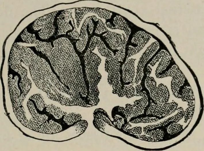 An illustration from The microscopy of vegetable foods, with special reference to the detection of adulteration and the diagnosis of mixtures, 1916, leaf 442