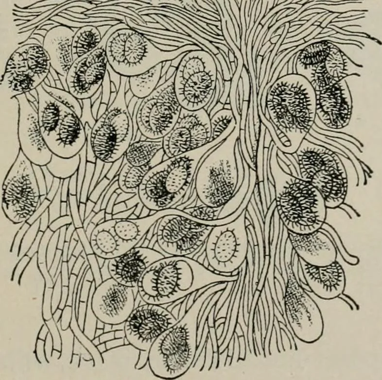 An illustration from The microscopy of vegetable foods, with special reference to the detection of adulteration and the diagnosis of mixtures, 1916, leaf 442