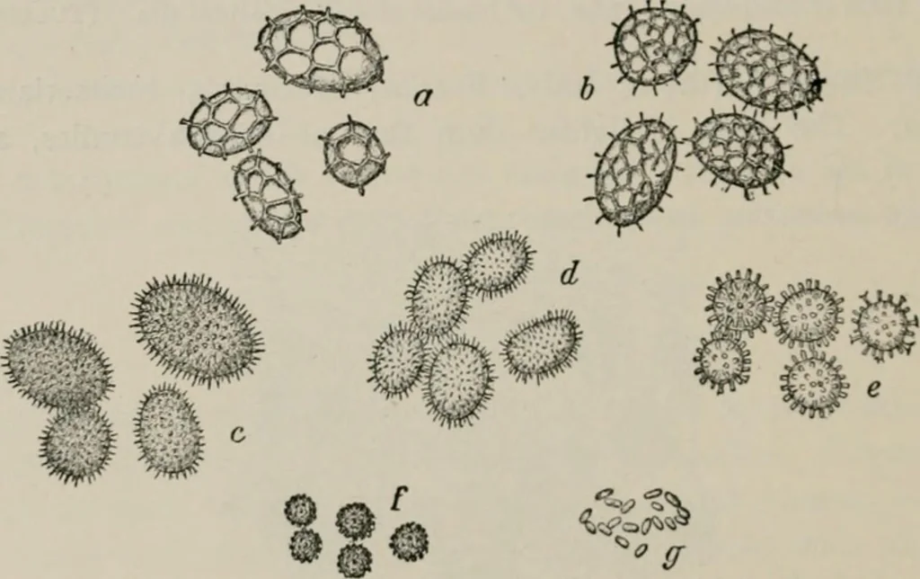 An illustration from The microscopy of vegetable foods, with special reference to the detection of adulteration and the diagnosis of mixtures, 1916, leaf 443