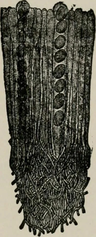An illustration from The microscopy of vegetable foods, with special reference to the detection of adulteration and the diagnosis of mixtures, 1916, leaf 444