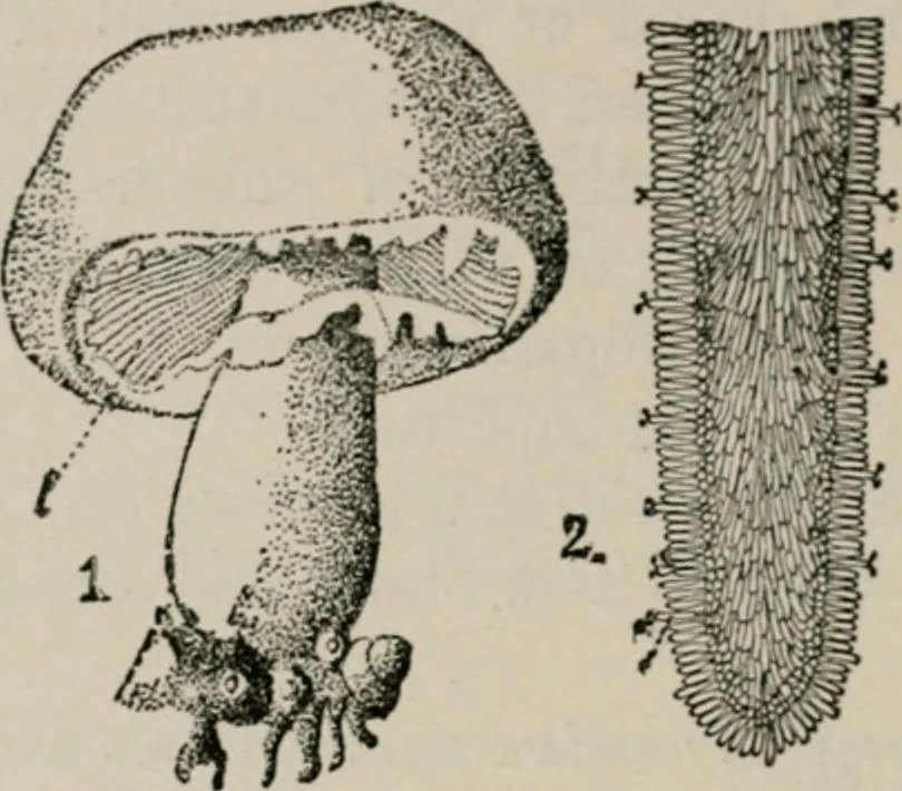 An illustration from The microscopy of vegetable foods, with special reference to the detection of adulteration and the diagnosis of mixtures, 1916, leaf 445