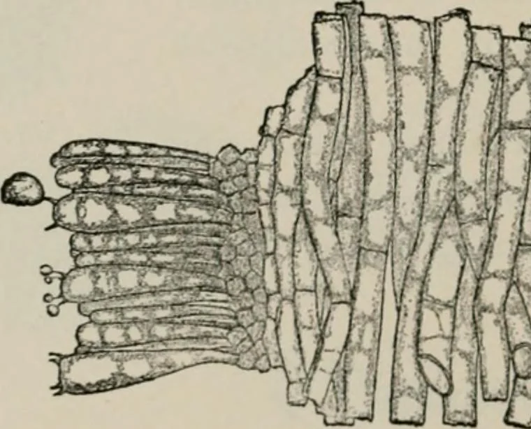 An illustration from The microscopy of vegetable foods, with special reference to the detection of adulteration and the diagnosis of mixtures, 1916, leaf 445