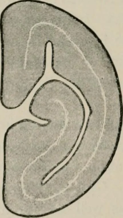 An illustration from The microscopy of vegetable foods, with special reference to the detection of adulteration and the diagnosis of mixtures, 1916, leaf 449