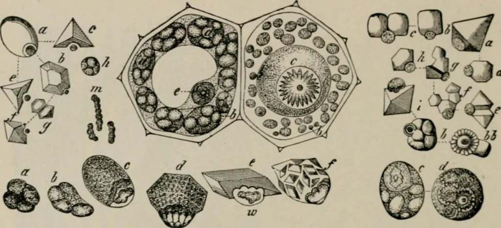 An illustration from The microscopy of vegetable foods, with special reference to the detection of adulteration and the diagnosis of mixtures, 1916, leaf 45