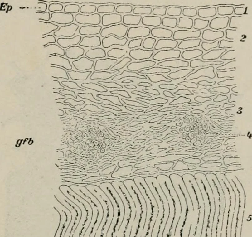 An illustration from The microscopy of vegetable foods, with special reference to the detection of adulteration and the diagnosis of mixtures, 1916, leaf 450