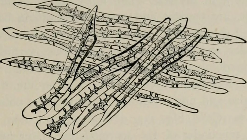 An illustration from The microscopy of vegetable foods, with special reference to the detection of adulteration and the diagnosis of mixtures, 1916, leaf 452