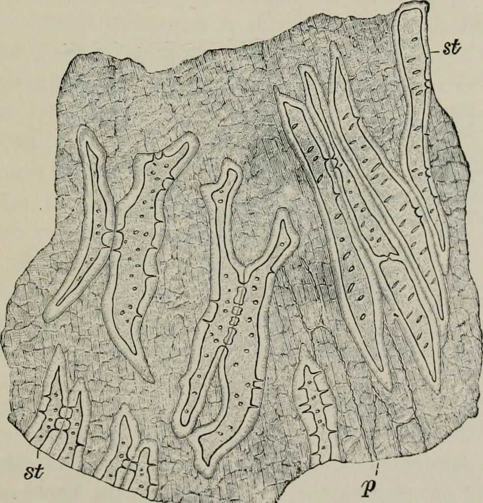 An illustration from The microscopy of vegetable foods, with special reference to the detection of adulteration and the diagnosis of mixtures, 1916, leaf 452