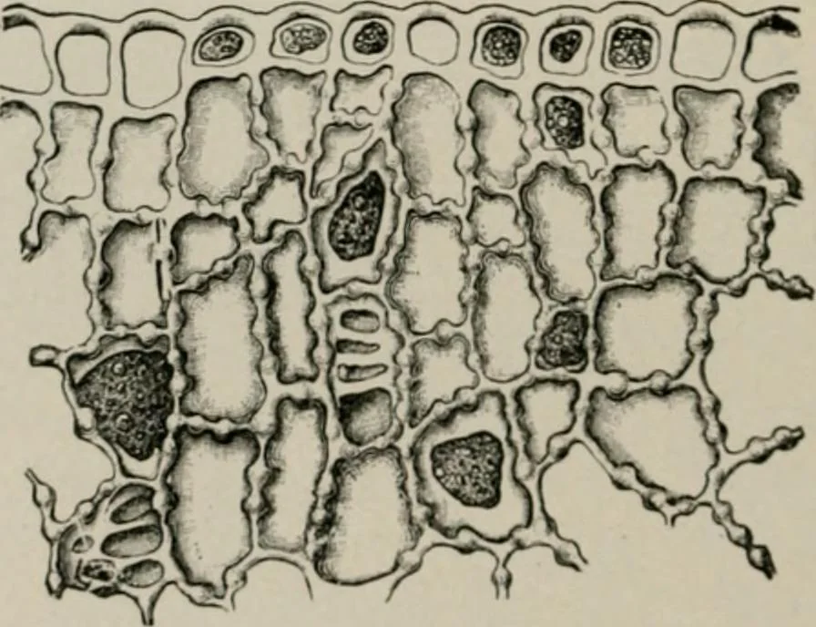 An illustration from The microscopy of vegetable foods, with special reference to the detection of adulteration and the diagnosis of mixtures, 1916, leaf 453