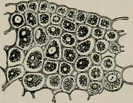 An illustration from The microscopy of vegetable foods, with special reference to the detection of adulteration and the diagnosis of mixtures, 1916, leaf 454