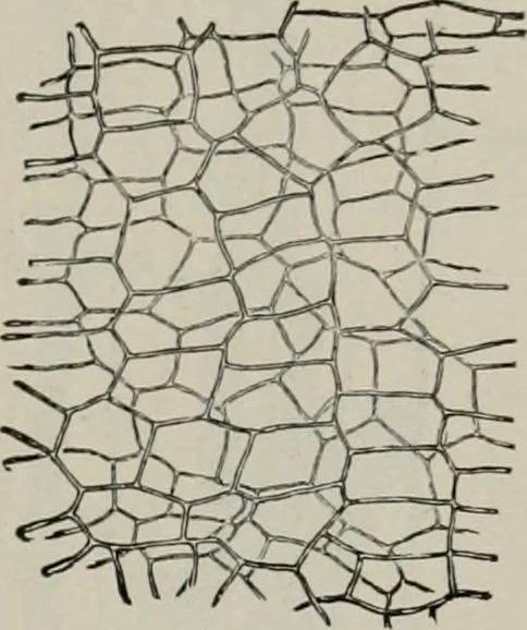 An illustration from The microscopy of vegetable foods, with special reference to the detection of adulteration and the diagnosis of mixtures, 1916, leaf 460