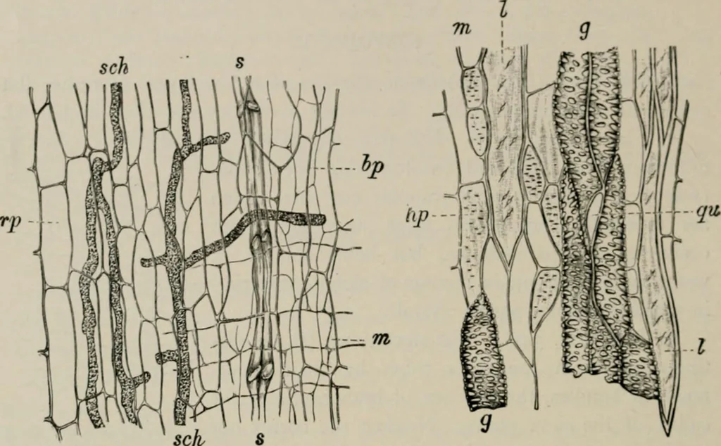 An illustration from The microscopy of vegetable foods, with special reference to the detection of adulteration and the diagnosis of mixtures, 1916, leaf 461