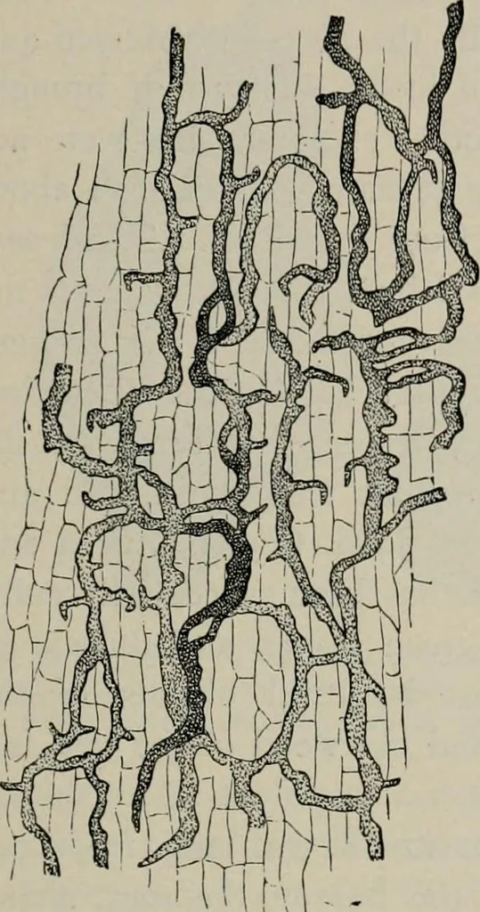 An illustration from The microscopy of vegetable foods, with special reference to the detection of adulteration and the diagnosis of mixtures, 1916, leaf 462