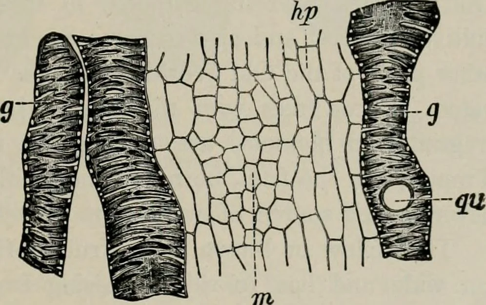 An illustration from The microscopy of vegetable foods, with special reference to the detection of adulteration and the diagnosis of mixtures, 1916, leaf 462