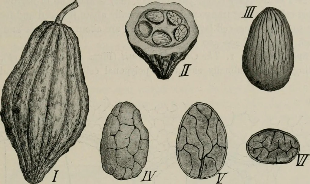An illustration from The microscopy of vegetable foods, with special reference to the detection of adulteration and the diagnosis of mixtures, 1916, leaf 464