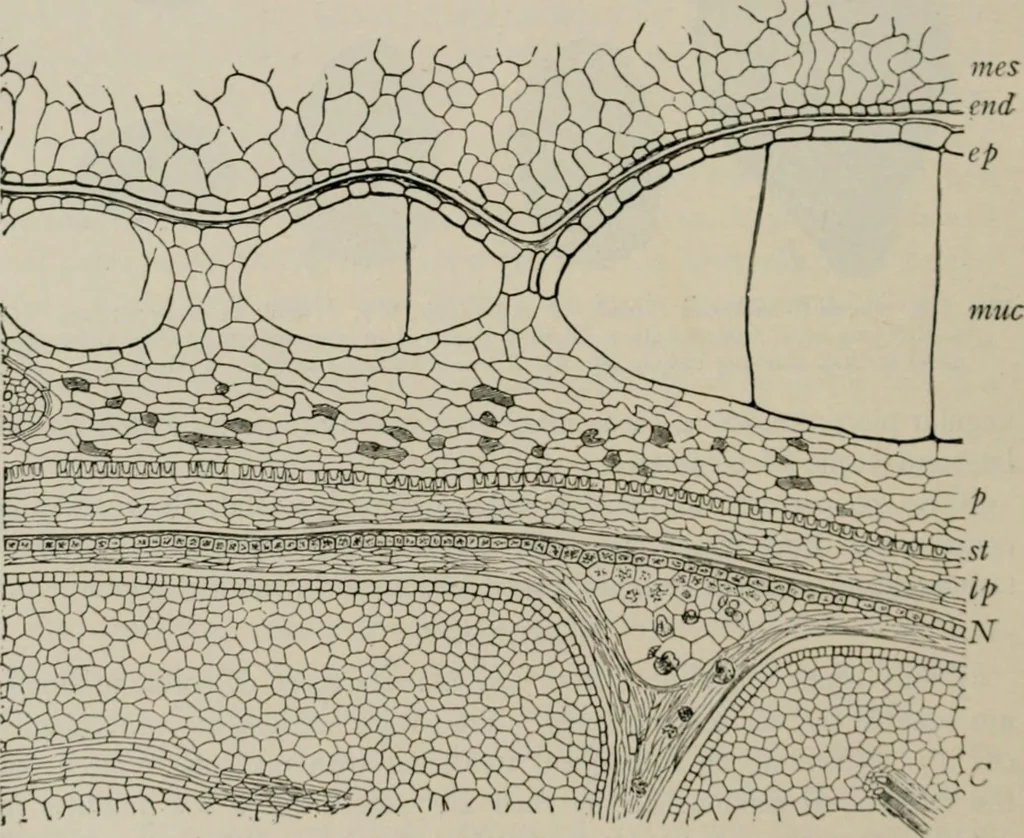 An illustration from The microscopy of vegetable foods, with special reference to the detection of adulteration and the diagnosis of mixtures, 1916, leaf 465