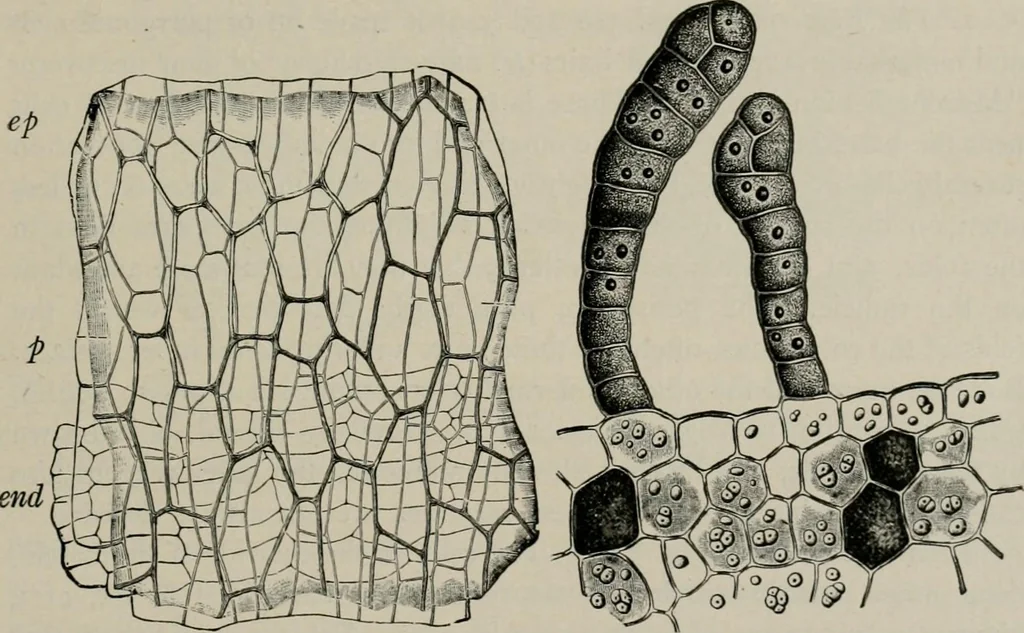 An illustration from The microscopy of vegetable foods, with special reference to the detection of adulteration and the diagnosis of mixtures, 1916, leaf 466