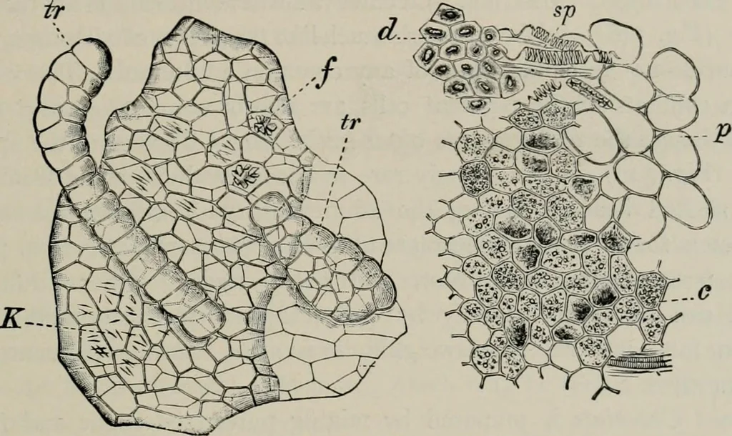 An illustration from The microscopy of vegetable foods, with special reference to the detection of adulteration and the diagnosis of mixtures, 1916, leaf 468