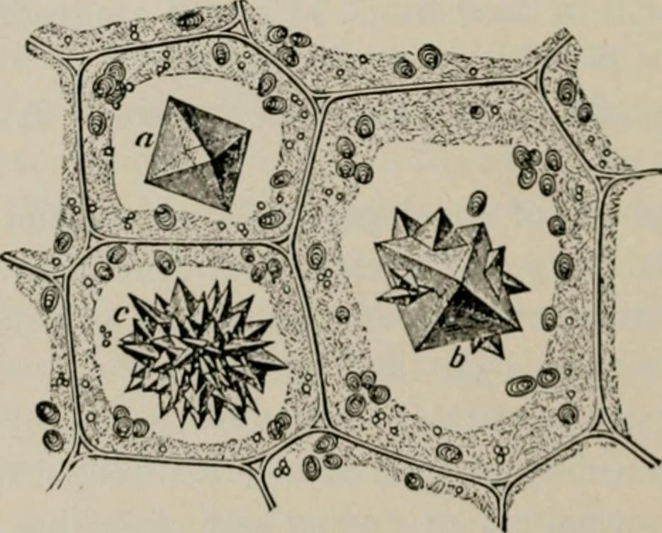 An illustration from The microscopy of vegetable foods, with special reference to the detection of adulteration and the diagnosis of mixtures, 1916, leaf 47
