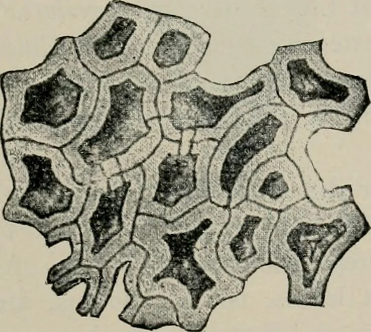 An illustration from The microscopy of vegetable foods, with special reference to the detection of adulteration and the diagnosis of mixtures, 1916, leaf 472