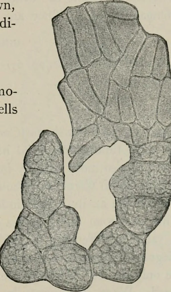 An illustration from The microscopy of vegetable foods, with special reference to the detection of adulteration and the diagnosis of mixtures, 1916, leaf 472