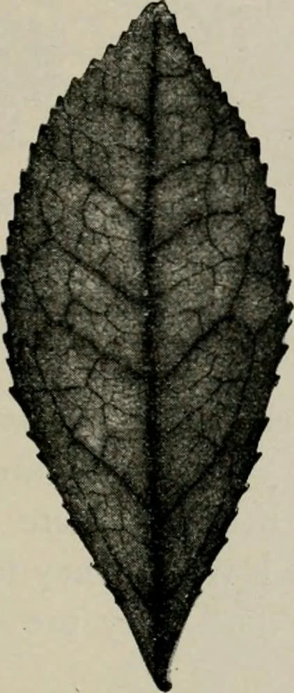 An illustration from The microscopy of vegetable foods, with special reference to the detection of adulteration and the diagnosis of mixtures, 1916, leaf 474