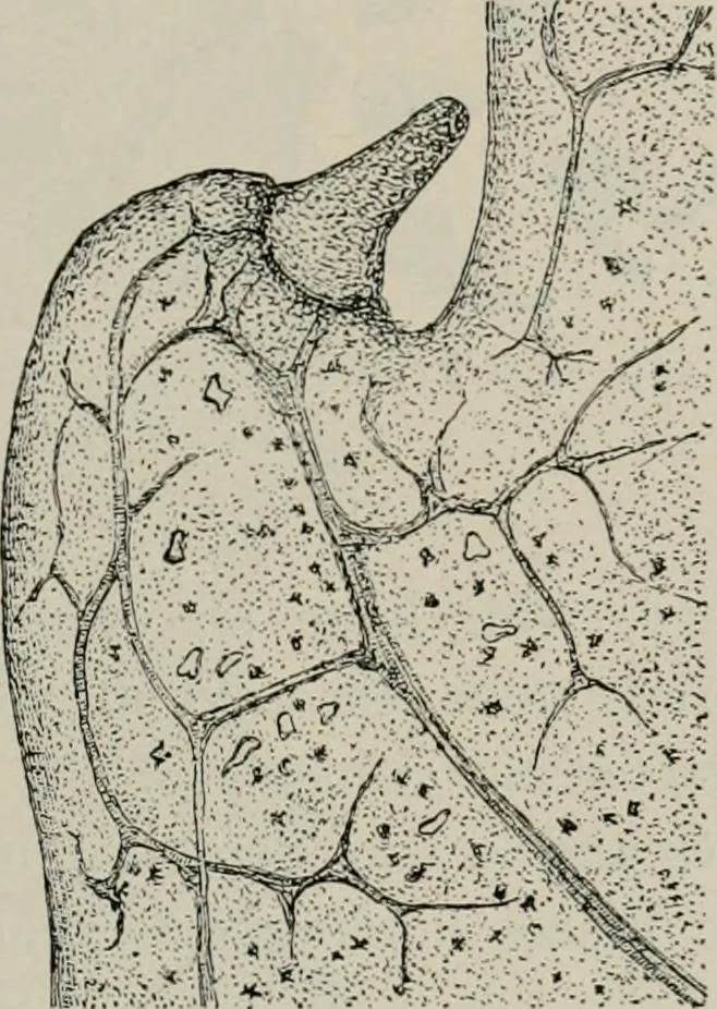 An illustration from The microscopy of vegetable foods, with special reference to the detection of adulteration and the diagnosis of mixtures, 1916, leaf 474