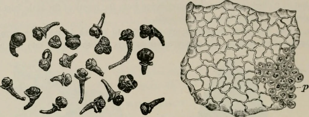 An illustration from The microscopy of vegetable foods, with special reference to the detection of adulteration and the diagnosis of mixtures, 1916, leaf 475