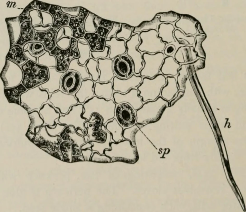 An illustration from The microscopy of vegetable foods, with special reference to the detection of adulteration and the diagnosis of mixtures, 1916, leaf 475