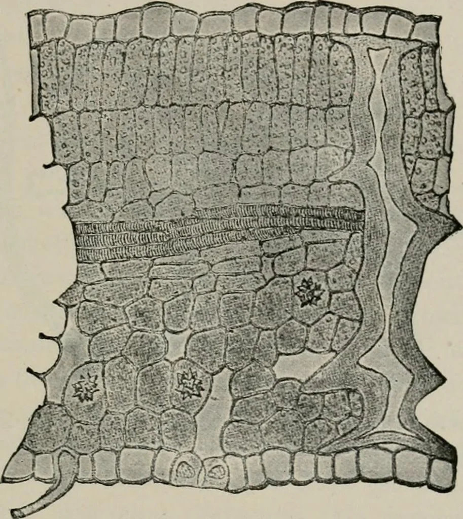 An illustration from The microscopy of vegetable foods, with special reference to the detection of adulteration and the diagnosis of mixtures, 1916, leaf 476