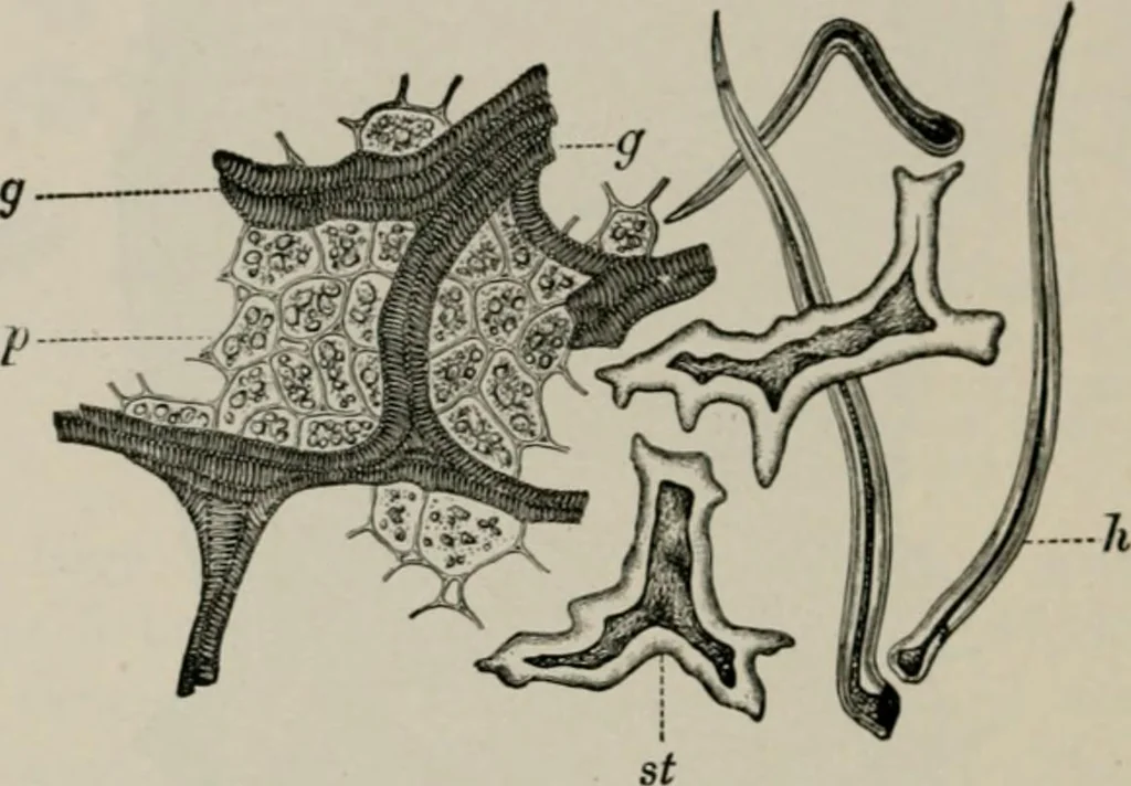 An illustration from The microscopy of vegetable foods, with special reference to the detection of adulteration and the diagnosis of mixtures, 1916, leaf 477