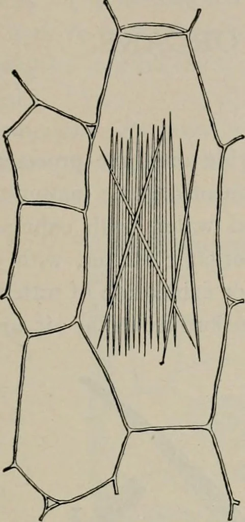 An illustration from The microscopy of vegetable foods, with special reference to the detection of adulteration and the diagnosis of mixtures, 1916, leaf 48