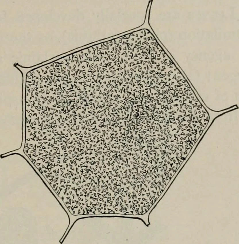 An illustration from The microscopy of vegetable foods, with special reference to the detection of adulteration and the diagnosis of mixtures, 1916, leaf 48